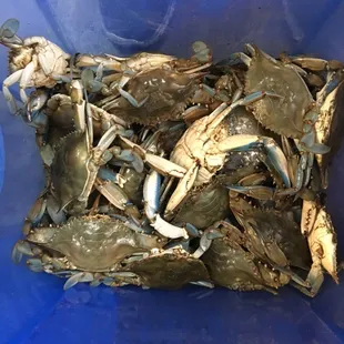 Blue crab ever Wednesday night!!