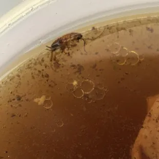 Cockroach in pho broth