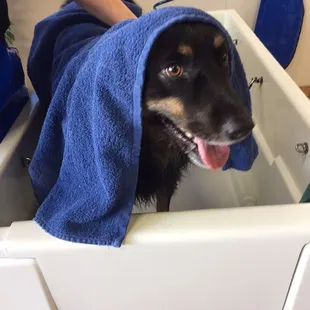 Kato loves his baths at That Dog Wash!