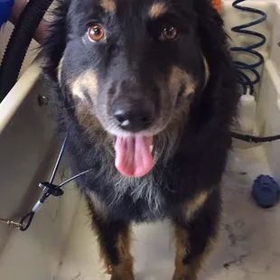 Kato is all spiffy clean!