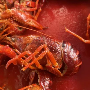 a close up of a crawfish