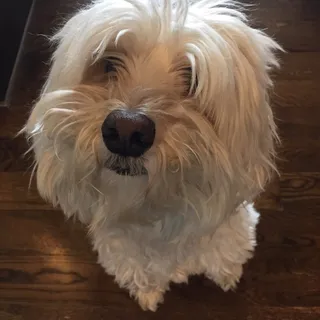 Sir H.