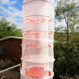 20171004 Tomatoes Drying in the Sun. Apollo Horticulture 2ft 8 Layer Collapsible Mesh Hydroponic Drying Dry Rack Net