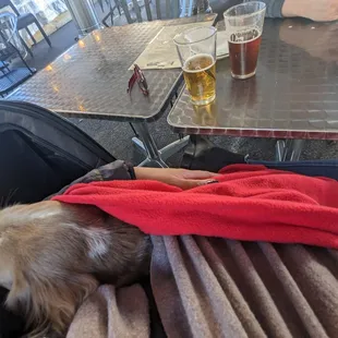 a dog sleeping on a table