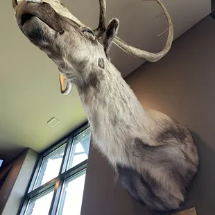 the moose is loose