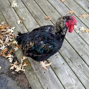 Welcomed today by the neighbors poultry!