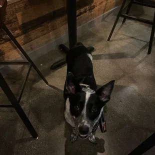 One of the regulars,.. Levi_The cattle dog