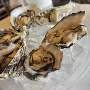 Happy hour oysters