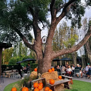 Fall decor &amp; pumpkins