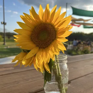 a sunflower in a mason jar