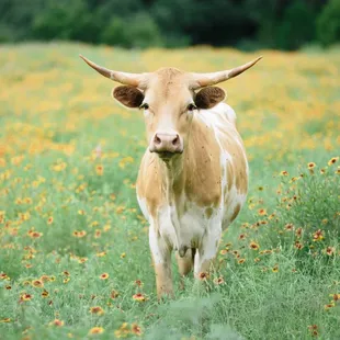 Longhorn field at The Addison Grove