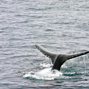 See majestc humpback whales on a private whale watching charter