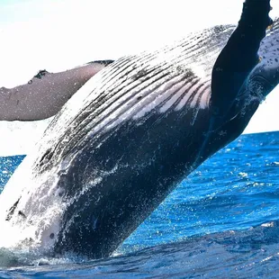 See majestc humpback whales on a private whale watching tour