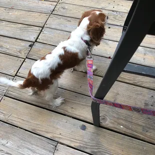 Dog friendly patio