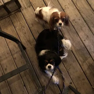 The cutest dogs approve of this patio