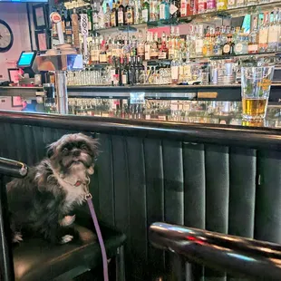 Scruff loves pulling up a stool!