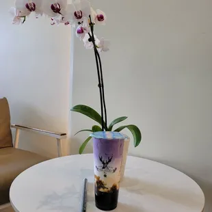 Ube Brown Sugar Deerioca Creme Brulee Oat Milk