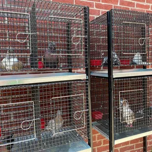 The American Pigeon Museum and Library