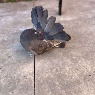 Cute fancy pigeon