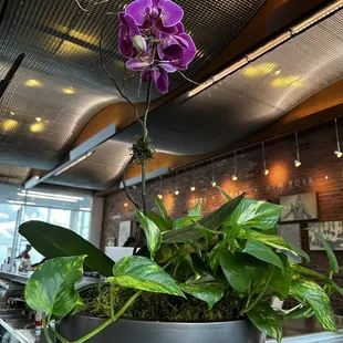 Orchid at the bar