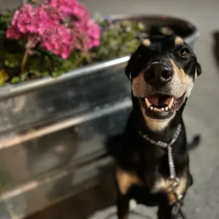 Pups allowed outside!