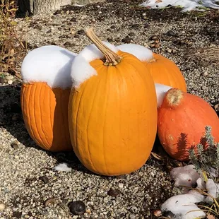 Pumpkins in the snow