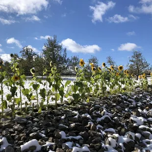 Sunflowers in the snow