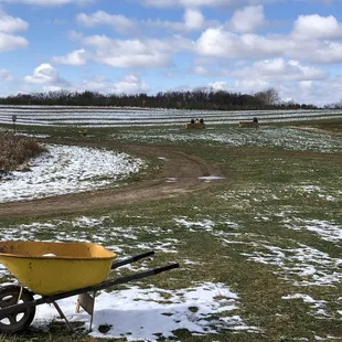 Pumpkin patch post snow