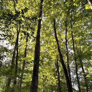 a view of the trees in the woods