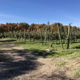 View of the orchard