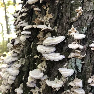 Cool fungus on a tree along the nature trail