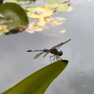 Lots of blue dragonflies at the pond in the children&apos;s garden in August