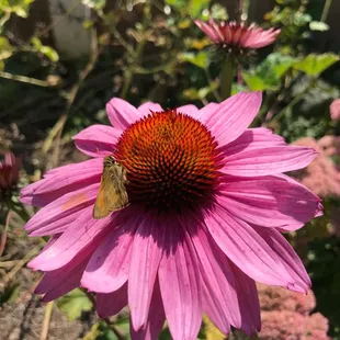 Purple coneflower