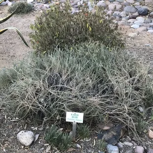 Example of labelling with also the Latin species designation. In this case, a Karoo Bush.