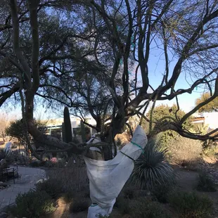 Snake cactus. Zoom in and see the cactus growing up and intertwined in the tree.
