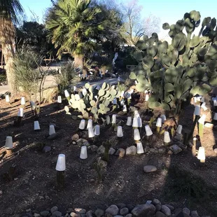 View from one of the benches. Cups were protecting the cactus from frost at the time of this photo.