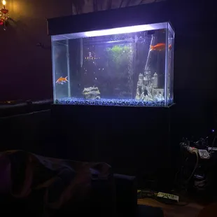 The fish tank with the 4-5 Fish.
