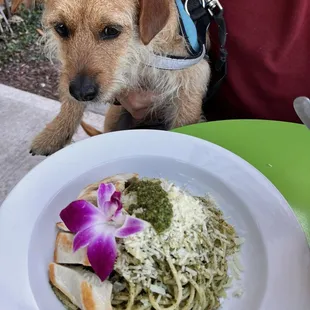 ramen and noodles, food