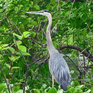 Great blue heron, Atchafalaya swamp near Henderson, LA taken July 24, 2008.