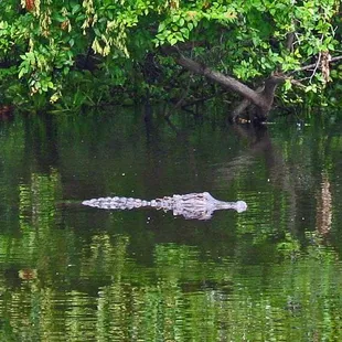 American alligator, Atchafalaya swamp near Henderson, LA taken July 24, 2008.