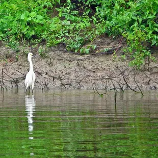 Snowy egret, Atchafalaya swamp near Henderson, LA taken July 24, 2008.