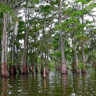 Cypress forest, Atchafalaya swamp near Henderson, LA taken July 24, 2008.