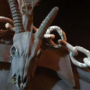 a goat's skull and horns