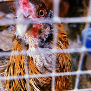 Bunny and chickens in the back