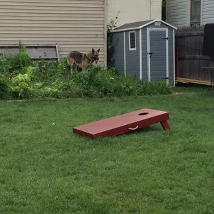 Mina enjoys the lush foliage.