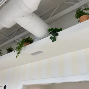 Inspiration for your new houseplant adoption