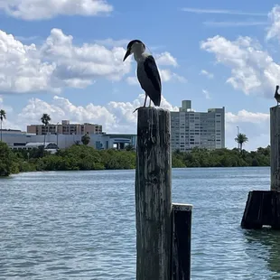 Our friend the night heron