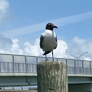 Pretty gull watching us eat.