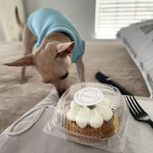Pipers trying to get a bite...