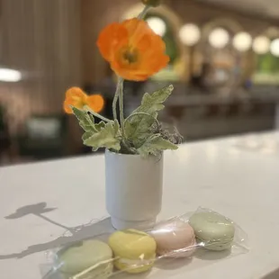 a flower in a pot on a counter